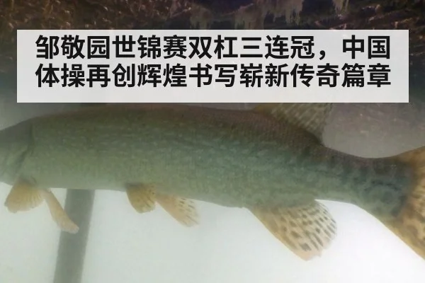 邹敬园世锦赛双杠三连冠，中国体操再创辉煌书写崭新传奇篇章